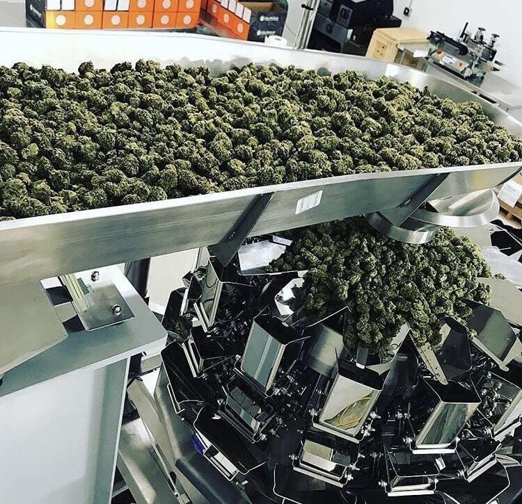 Cannabis multi head weigh filling machine